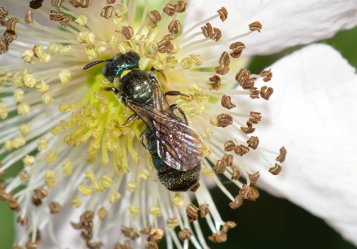 Ceratina sp. (Apidae)