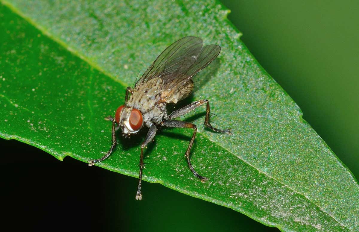 Coenosia tigrina (Muscidae)