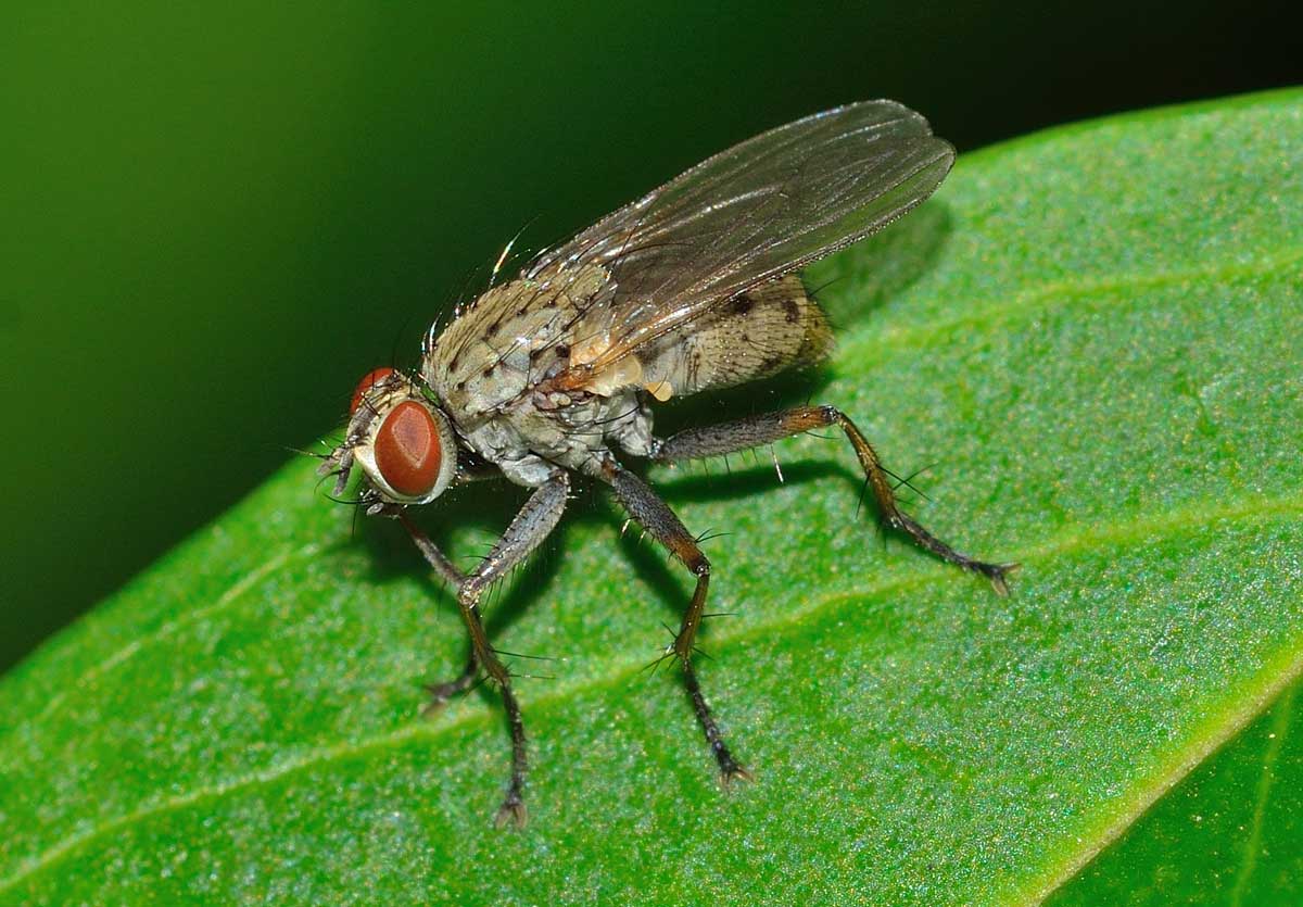 Coenosia tigrina (Muscidae)
