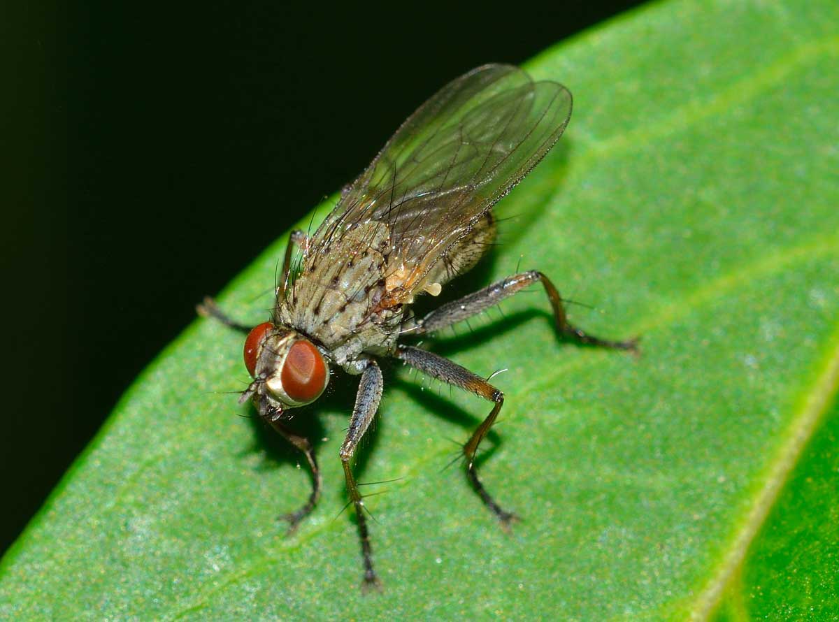 Coenosia tigrina (Muscidae)