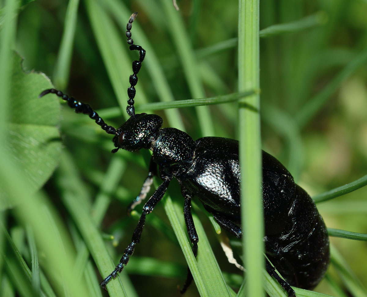Meloe proscarabaeus, Meloidae