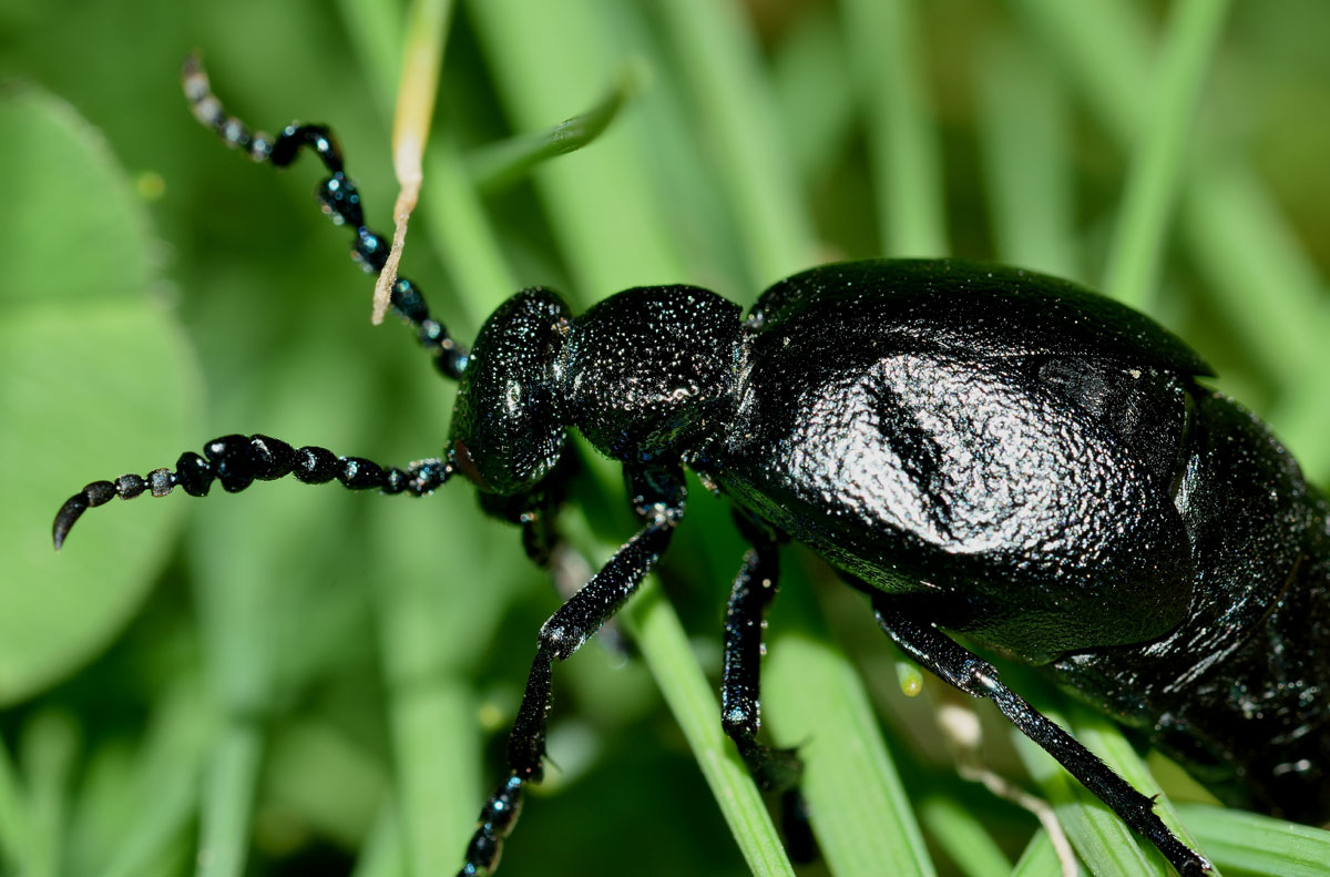 Meloe proscarabaeus, Meloidae