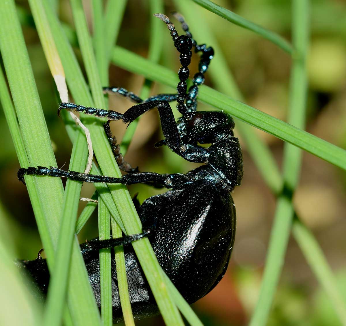 Meloe proscarabaeus, Meloidae