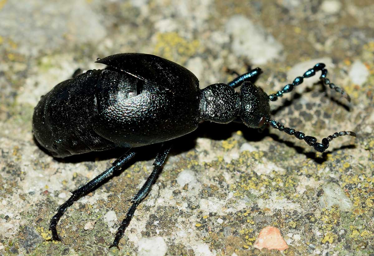 Meloe proscarabaeus, Meloidae