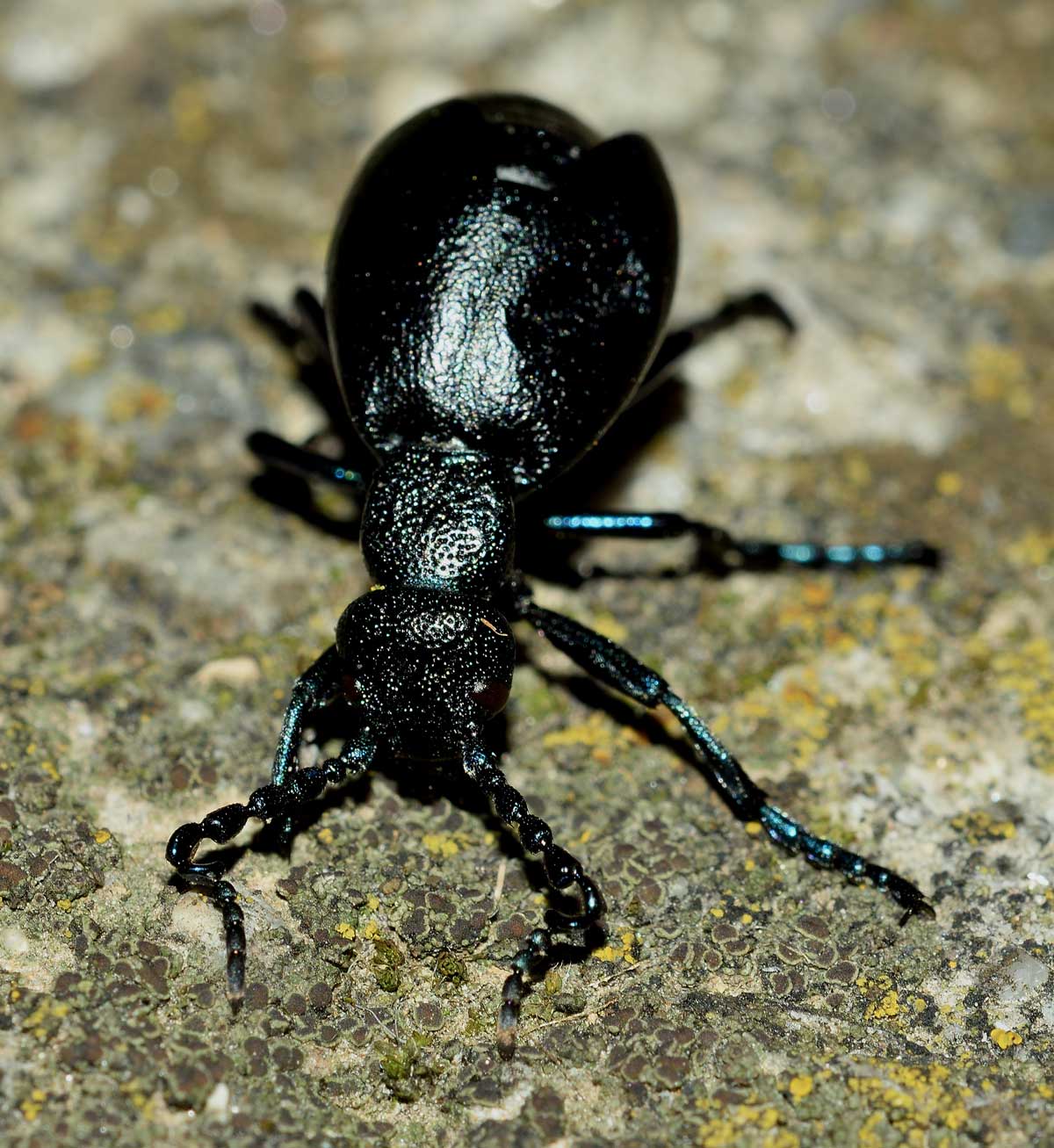 Meloe proscarabaeus, Meloidae
