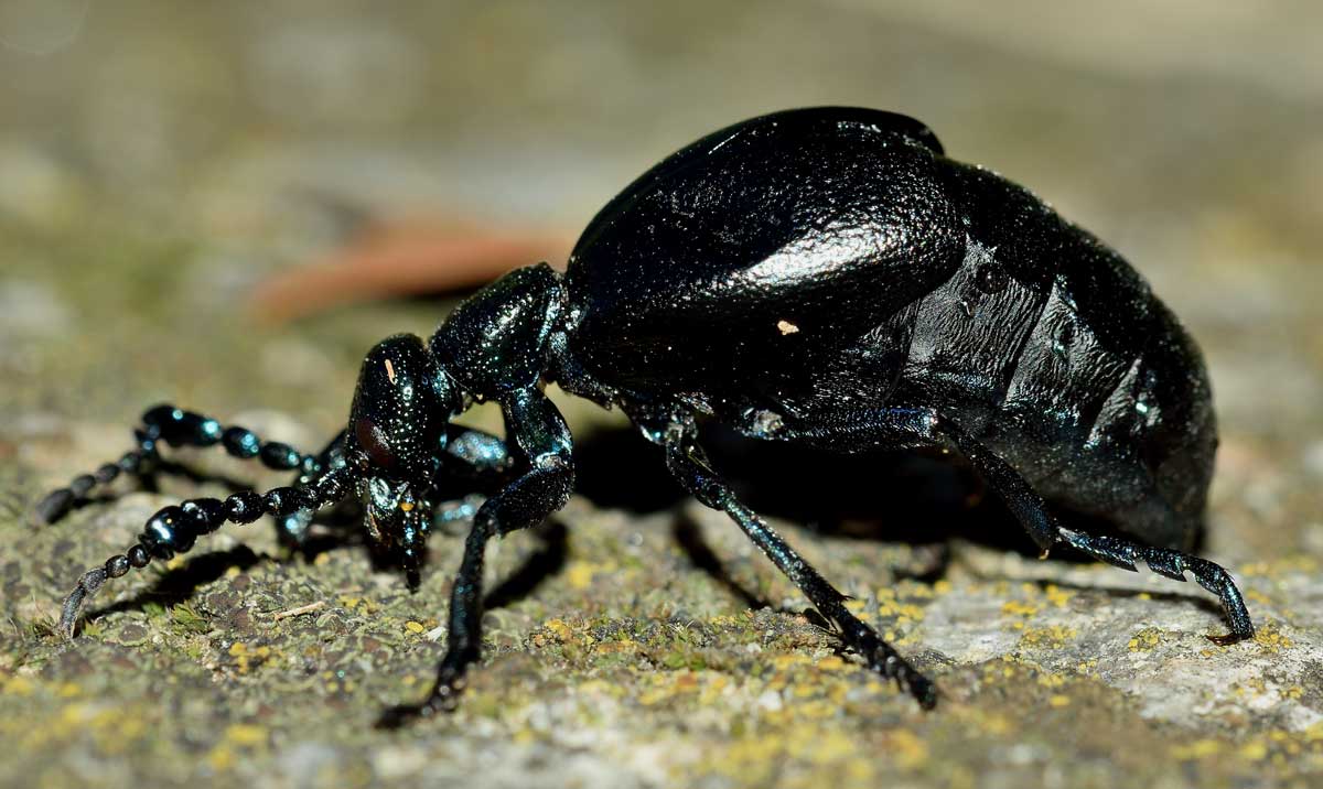 Meloe proscarabaeus, Meloidae