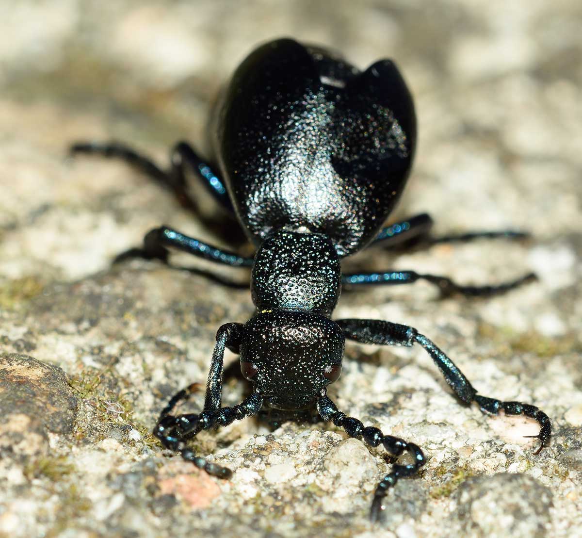 Meloe proscarabaeus, Meloidae