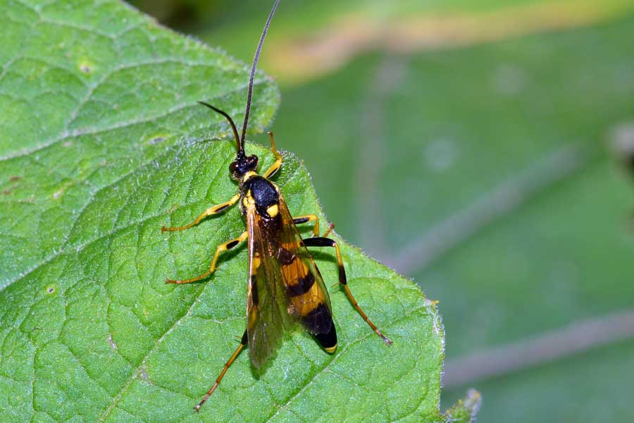 Icneumonide da identificare