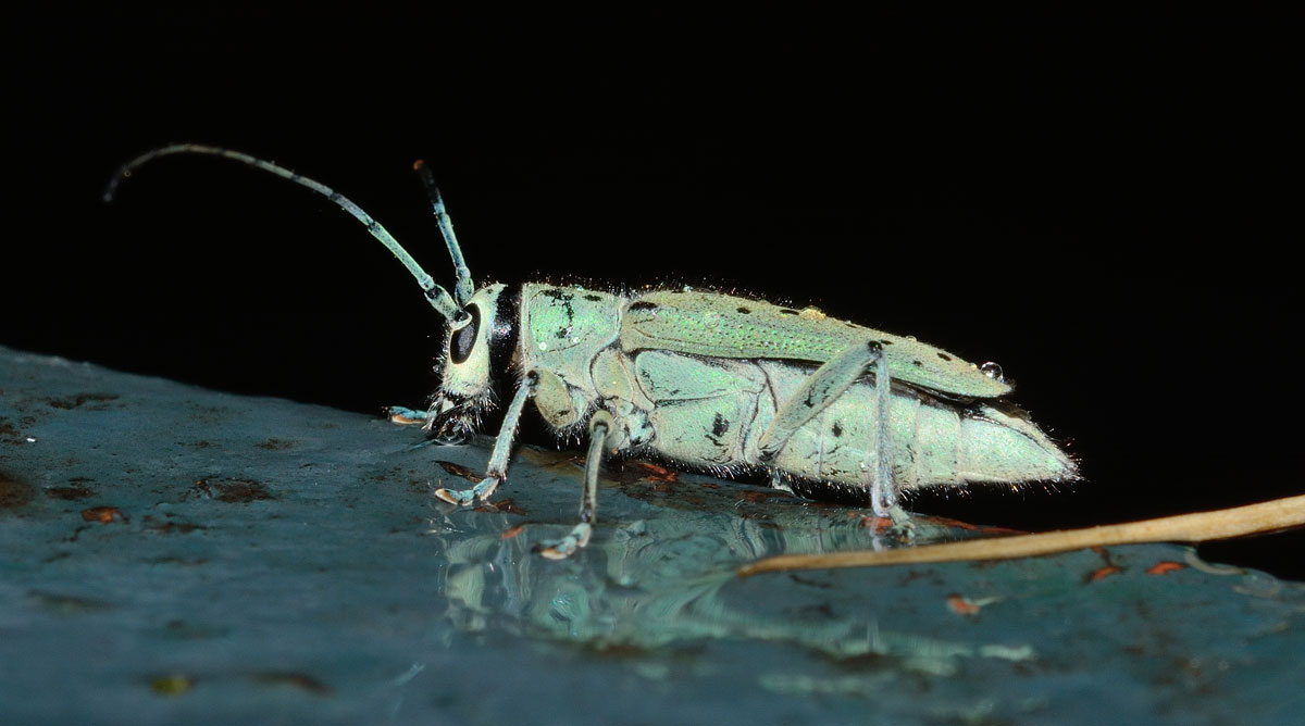 Saperda punctata, femmina, Cerambycidae