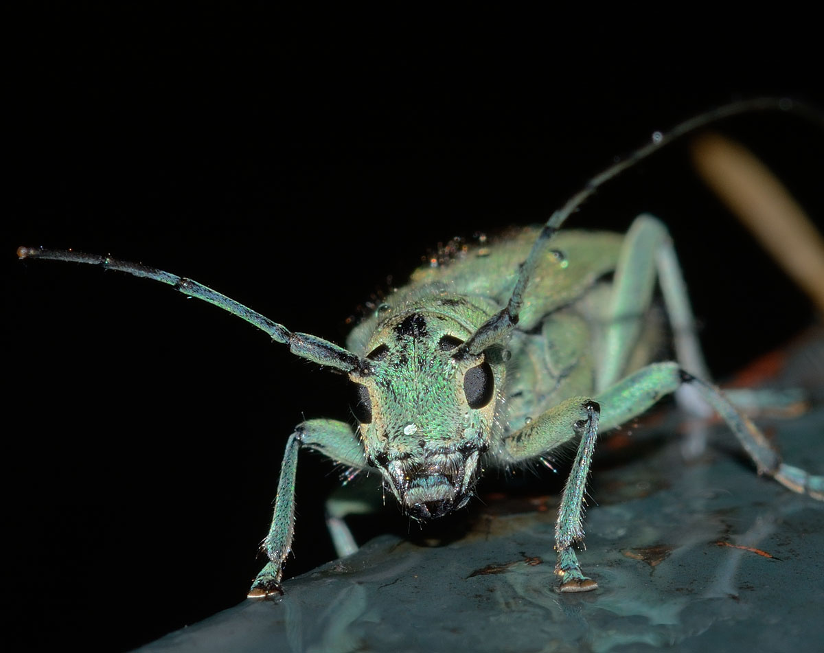 Saperda punctata, femmina, Cerambycidae