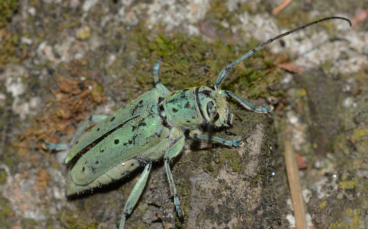 Saperda punctata, femmina, Cerambycidae