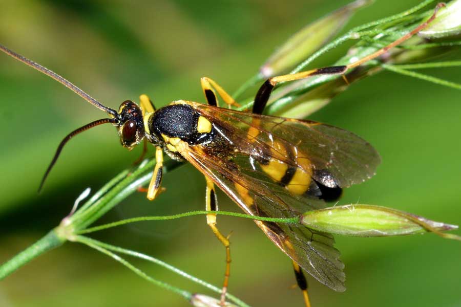 Icneumonide da identificare