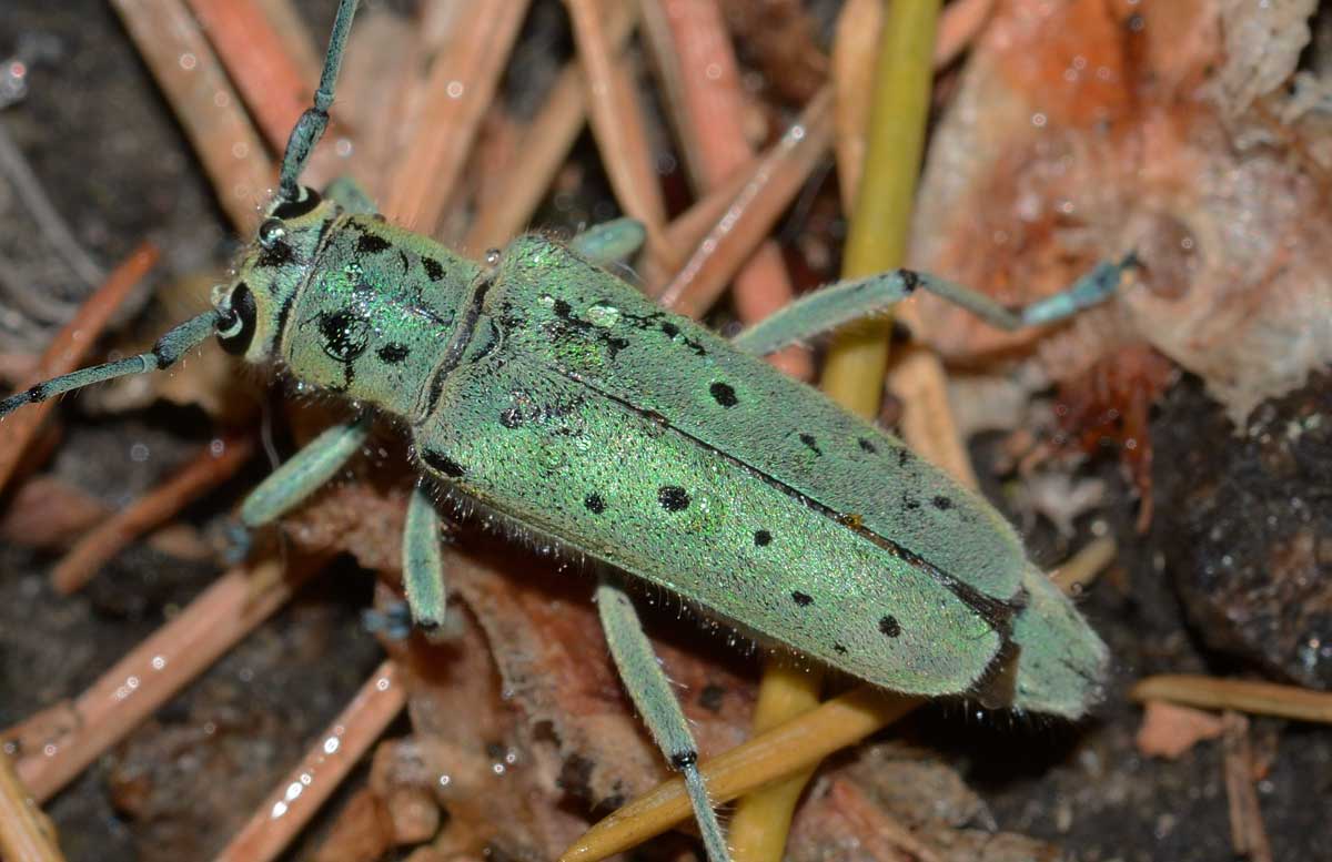 Saperda punctata, femmina, Cerambycidae