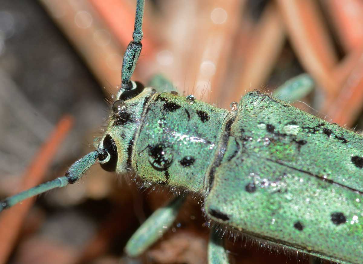 Saperda punctata, femmina, Cerambycidae