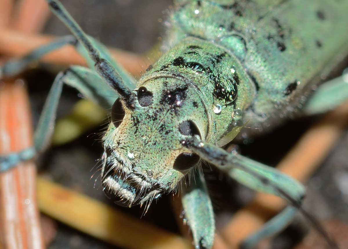 Saperda punctata, femmina, Cerambycidae