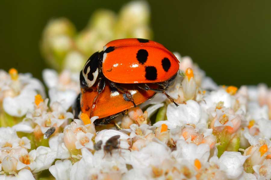 Hippodamia variegata