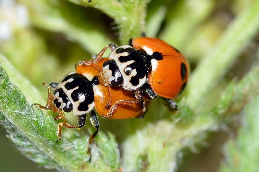 Hippodamia variegata