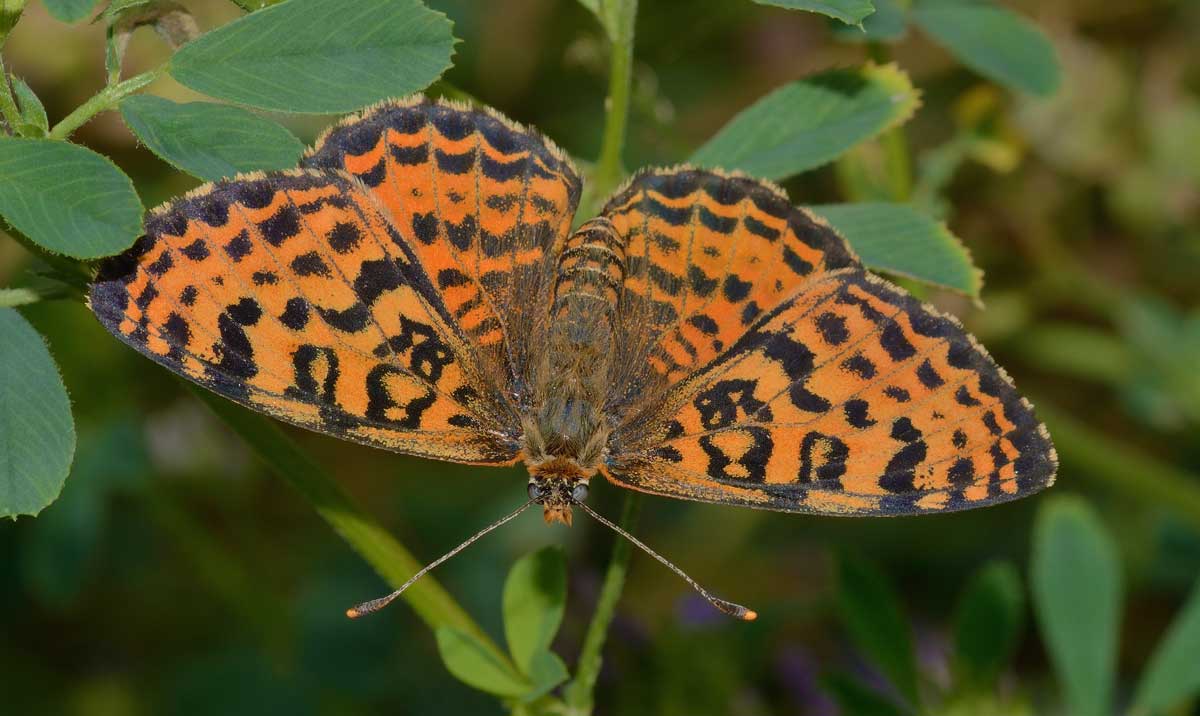 Da identificare - Melitaea didyma