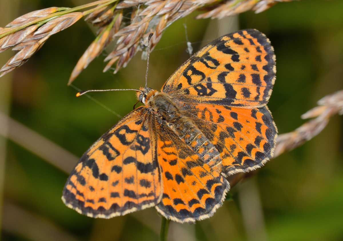 Da identificare - Melitaea didyma