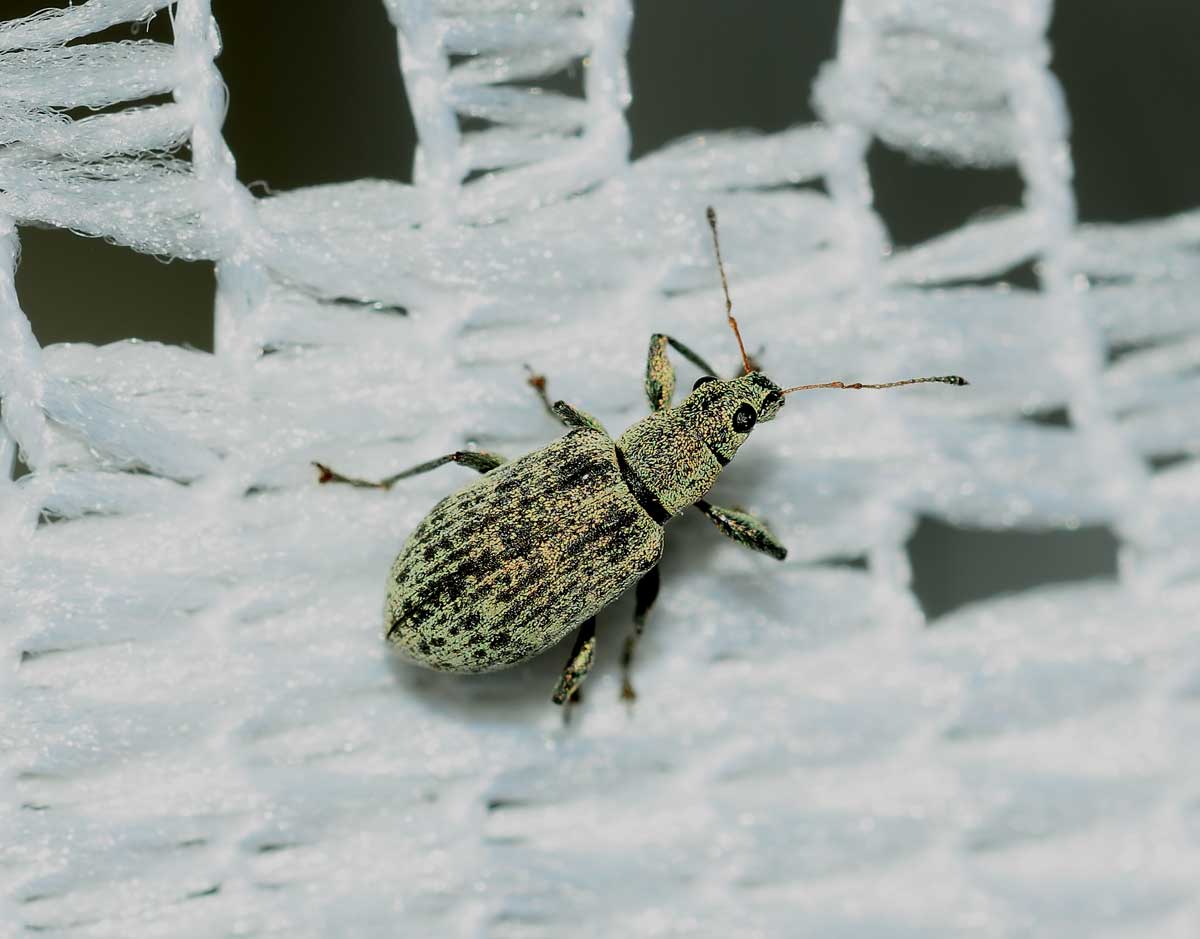 Curculionidae: Polydrusus cervinus