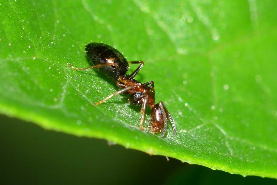 Camponotus truncatus, operaia