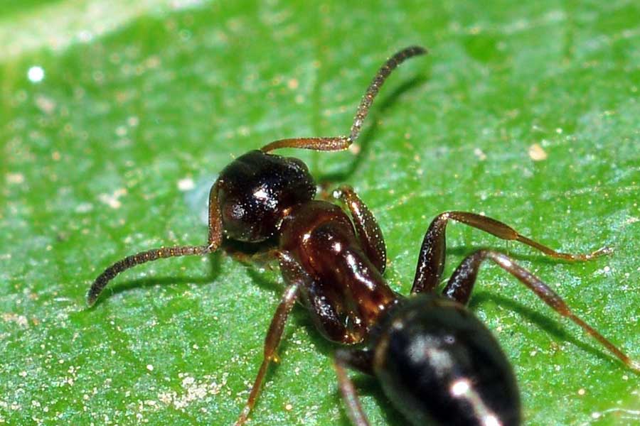 Camponotus truncatus, operaia