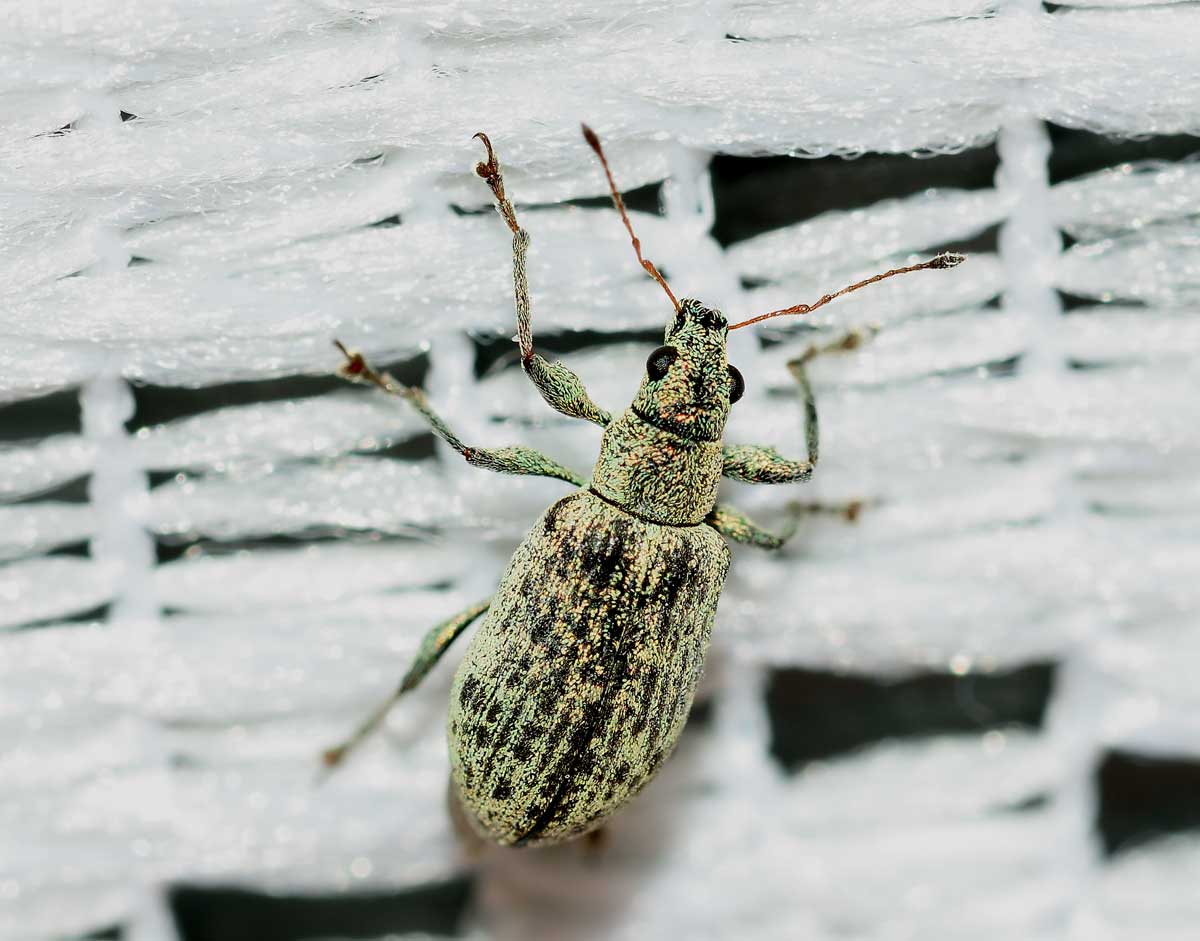 Curculionidae: Polydrusus cervinus