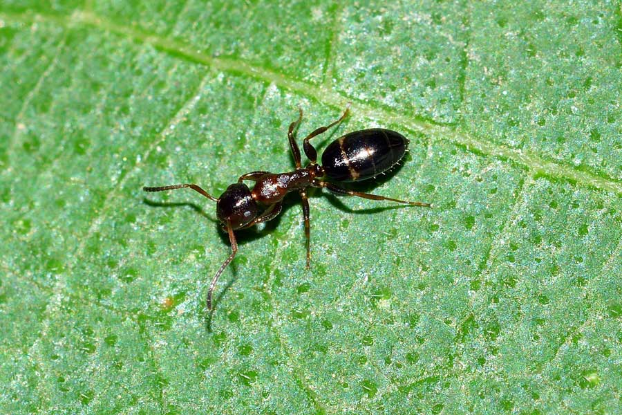 Camponotus truncatus, operaia