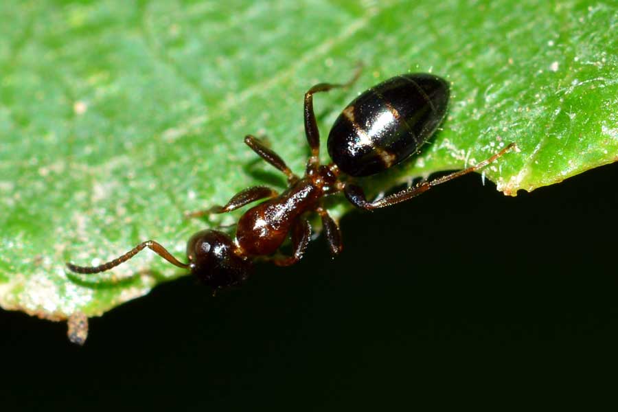 Camponotus truncatus, operaia