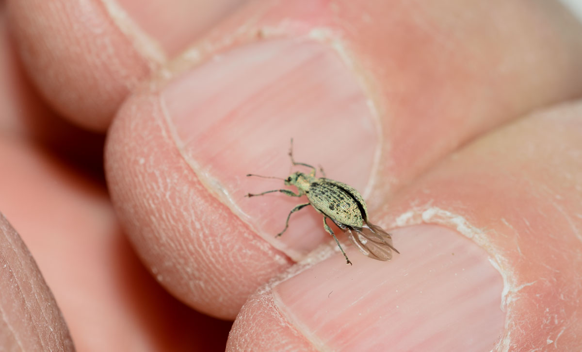 Curculionidae: Polydrusus cervinus