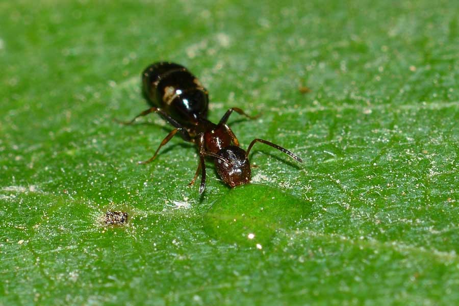 Camponotus truncatus, operaia