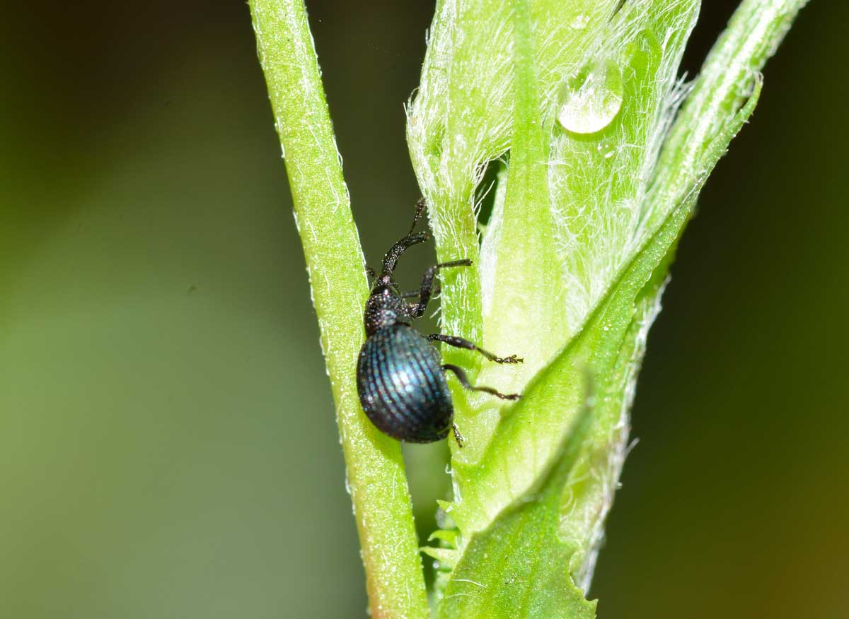 Apionidae: Holotrichapion pisi