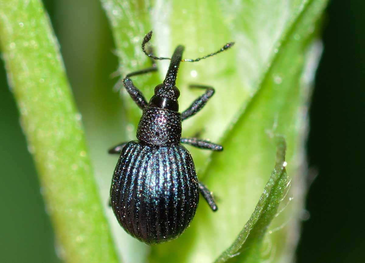 Apionidae: Holotrichapion pisi