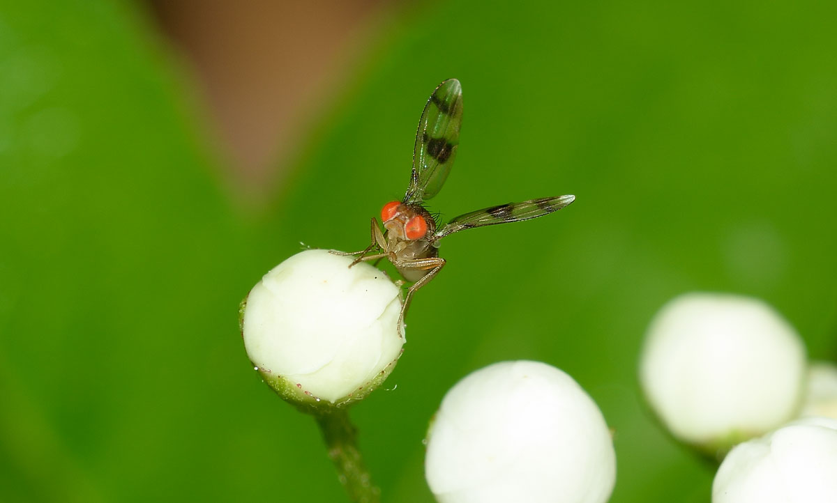 Chymomyza amoena (Drosophilidae)