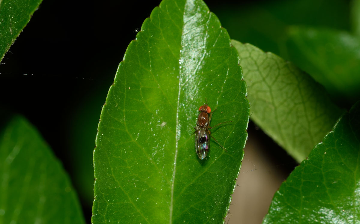 Chymomyza amoena (Drosophilidae)