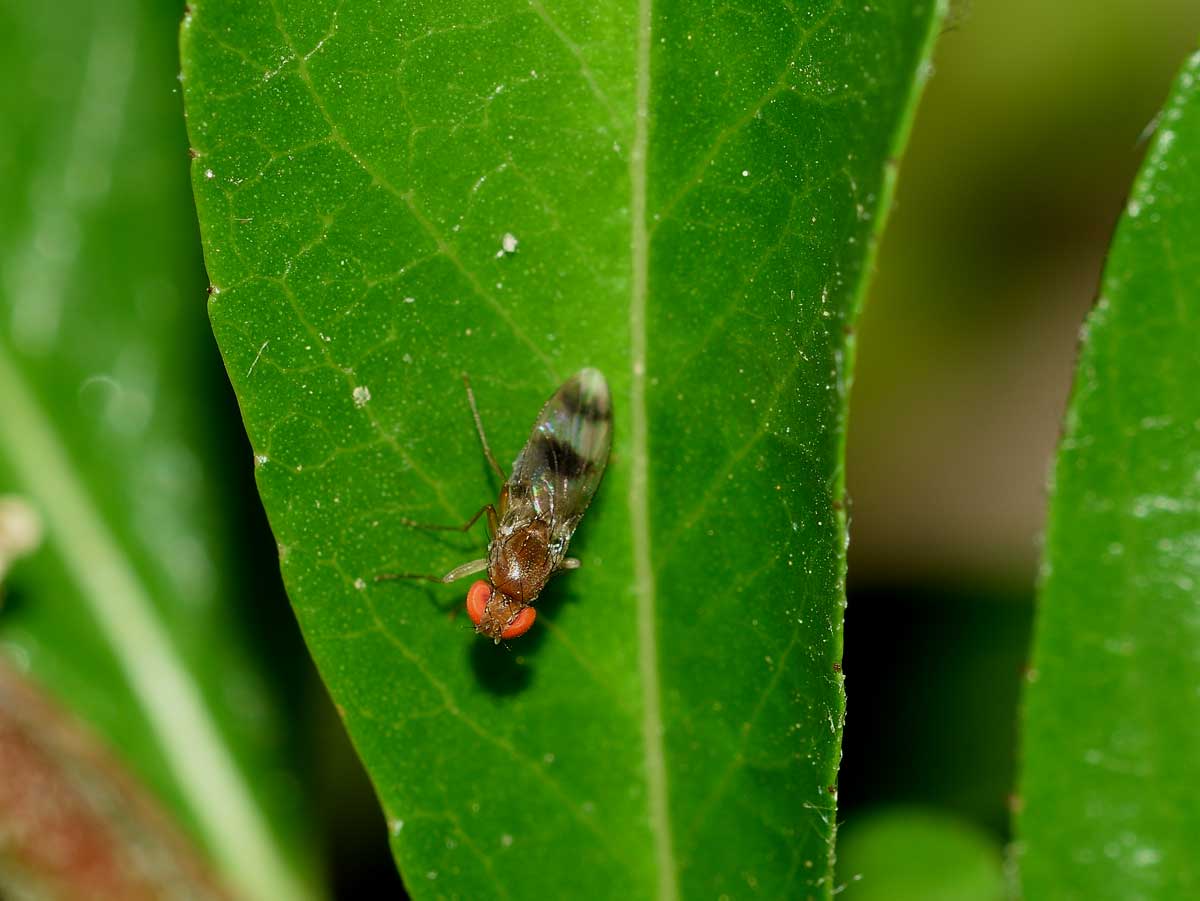 Chymomyza amoena (Drosophilidae)