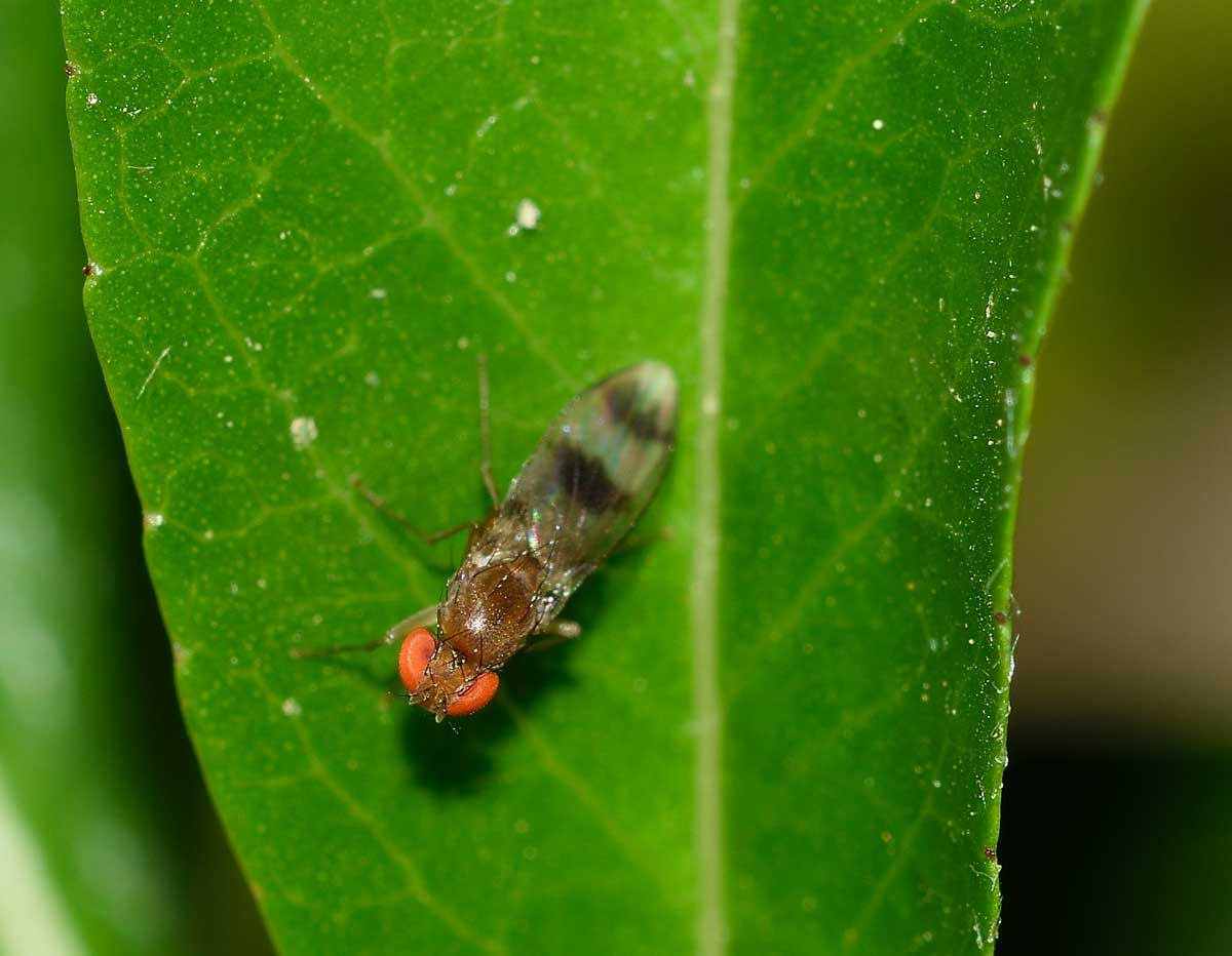 Chymomyza amoena (Drosophilidae)