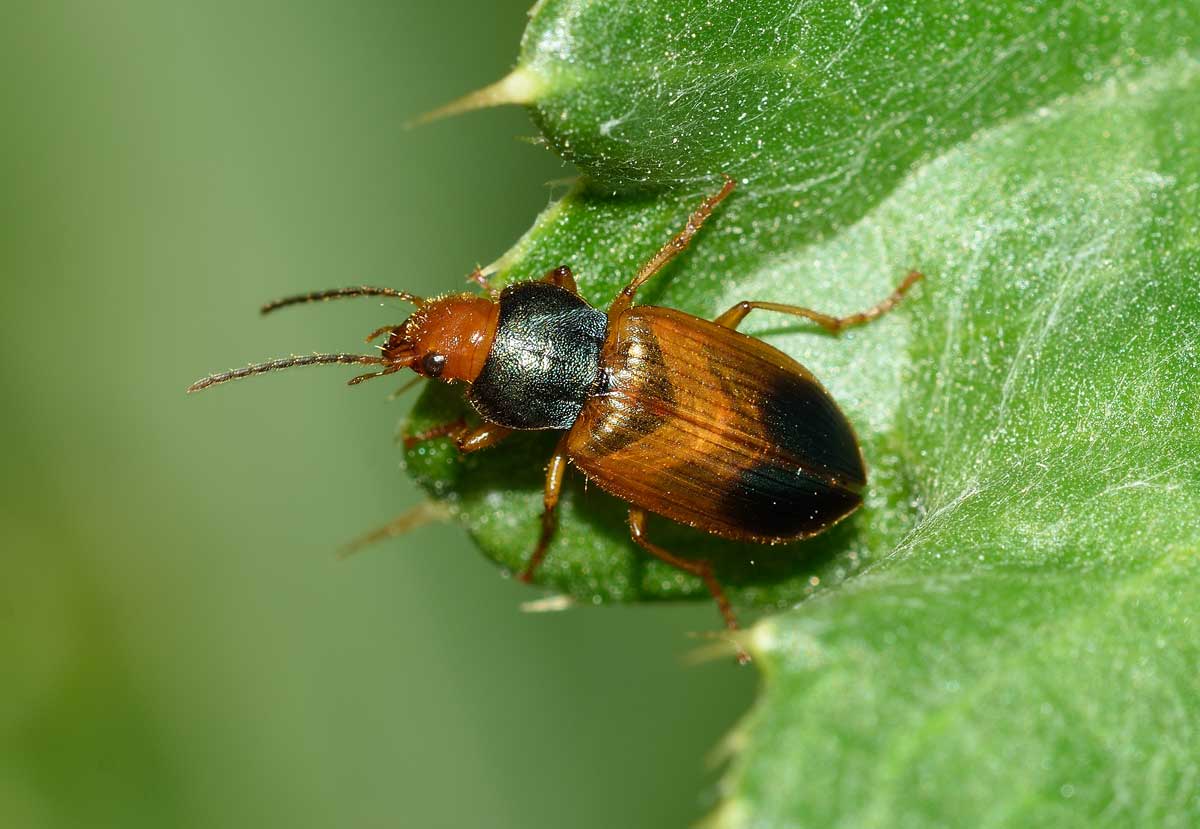 Diachromus germanus, Carabidae
