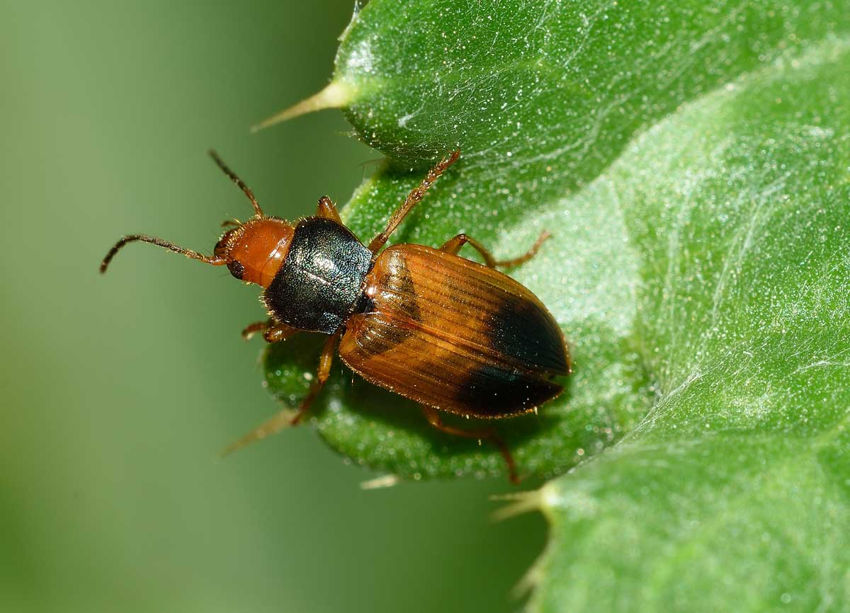 Diachromus germanus, Carabidae