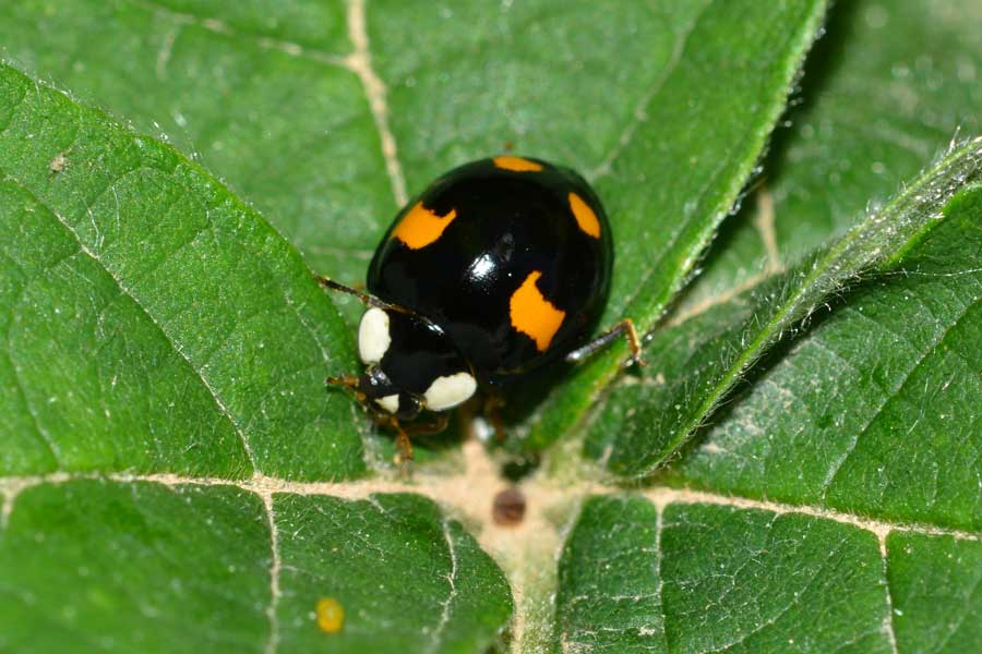Harmonia axyridis