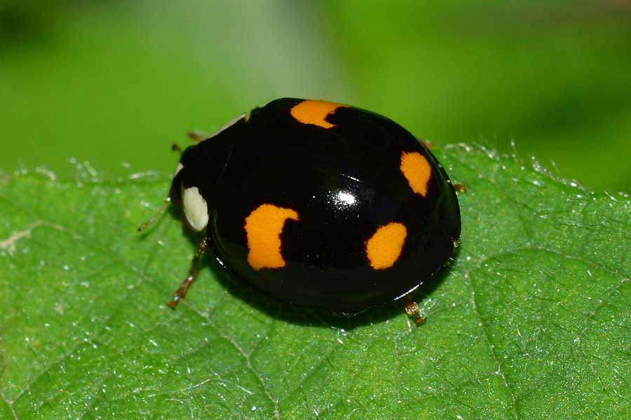Harmonia axyridis