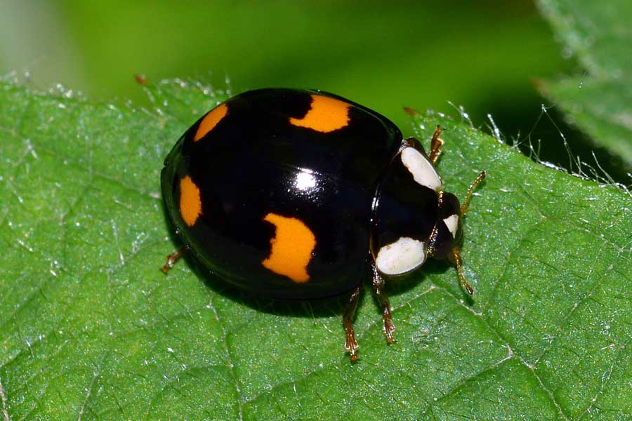 Harmonia axyridis