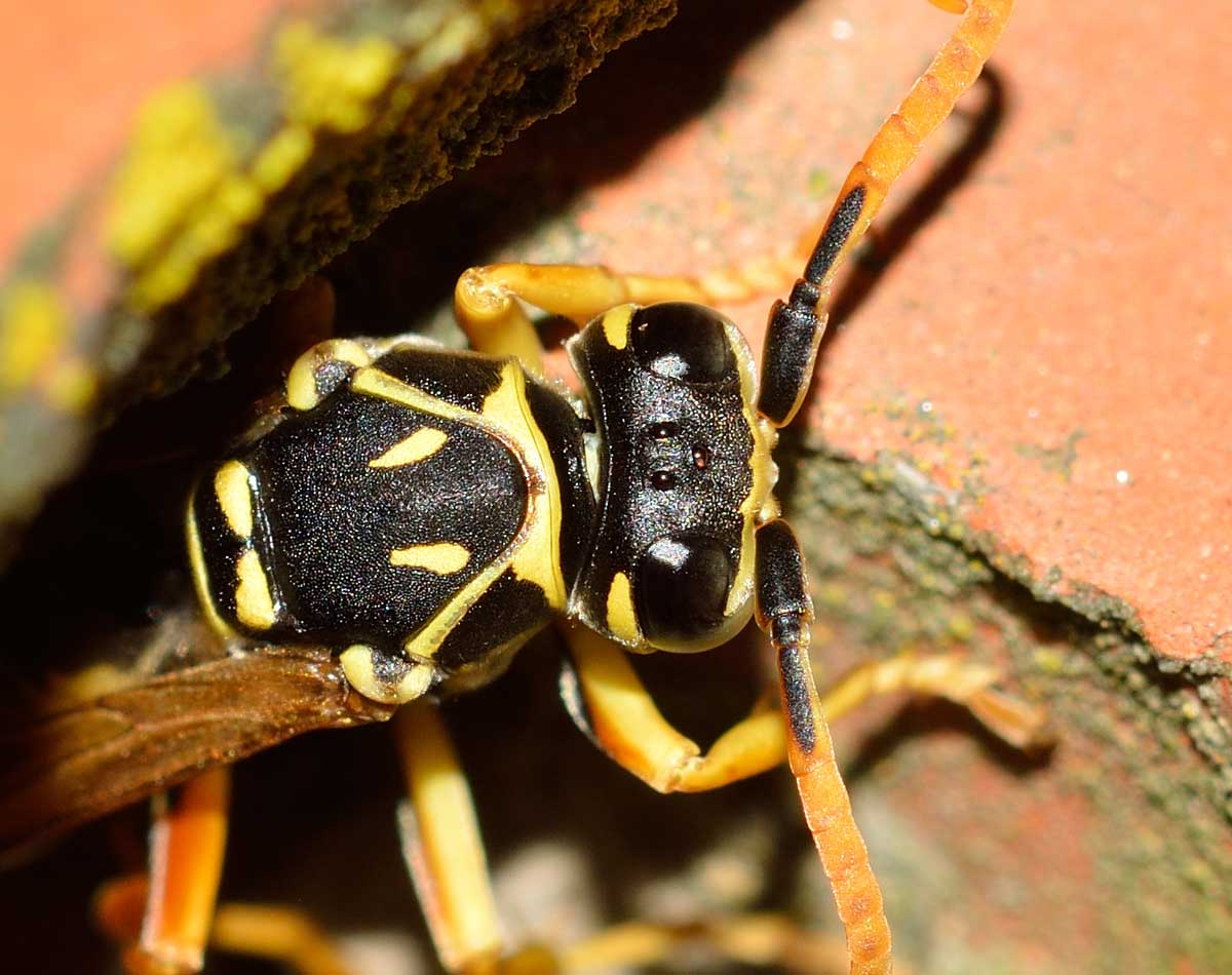 Quale Polistes? Polistes cf. nympha