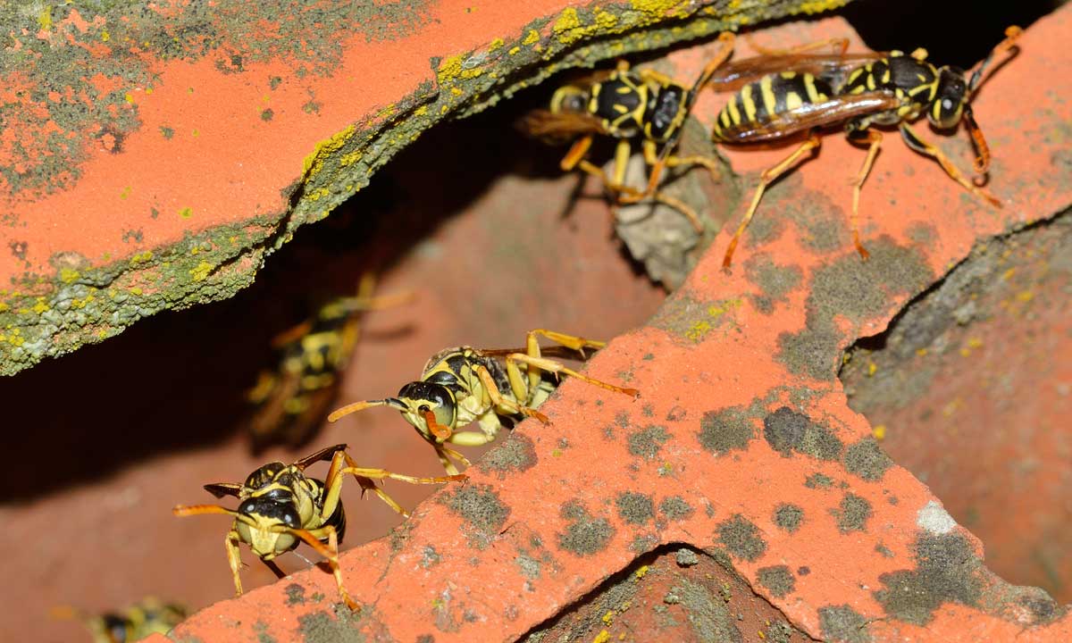 Quale Polistes? Polistes cf. nympha