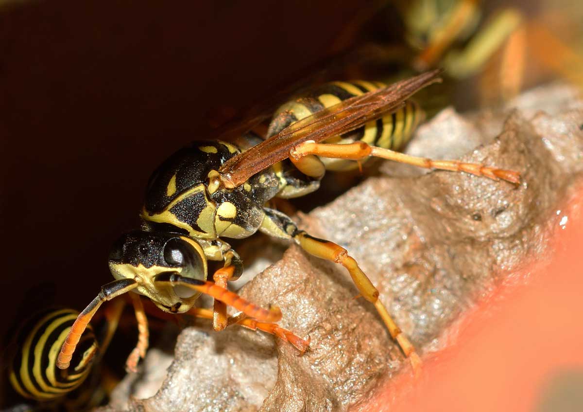 Quale Polistes? Polistes cf. nympha