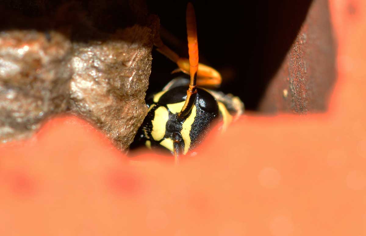 Quale Polistes? Polistes cf. nympha