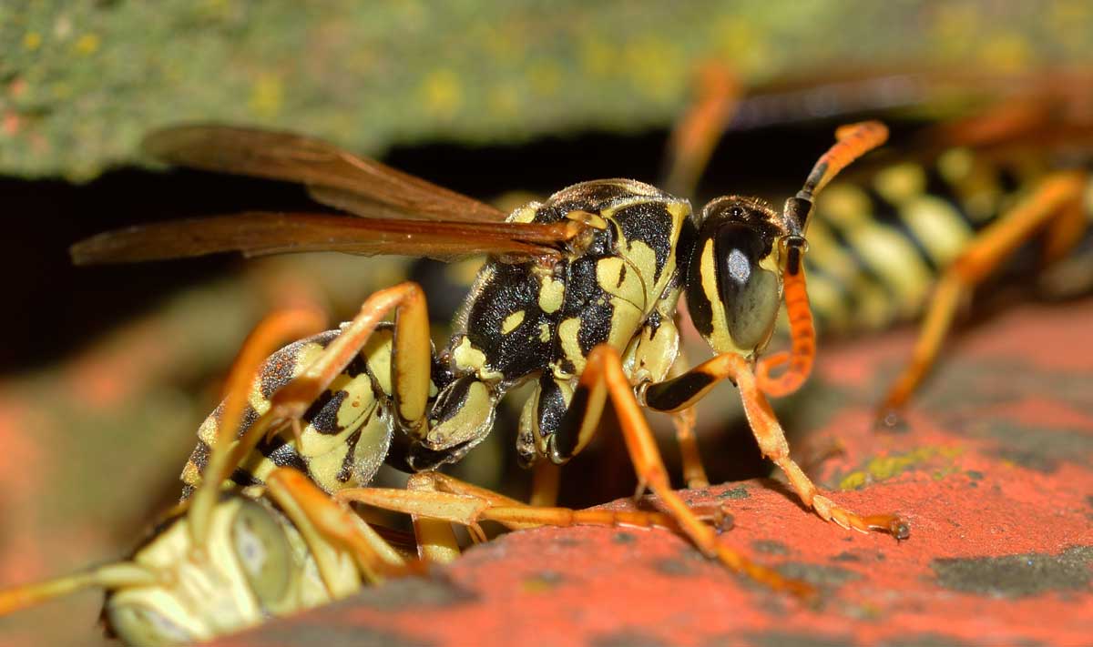 Quale Polistes? Polistes cf. nympha