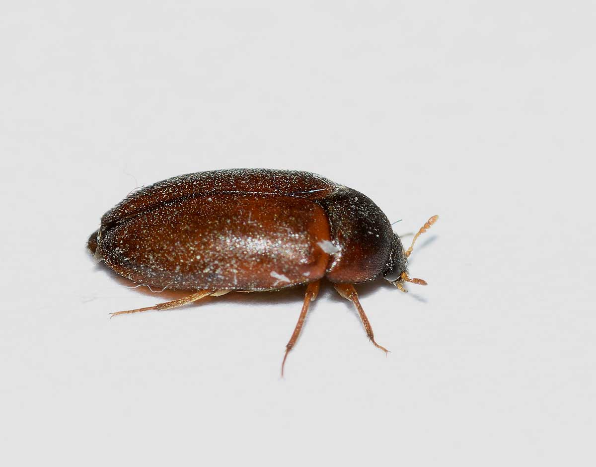 Dermestidae: Attagenus sp.