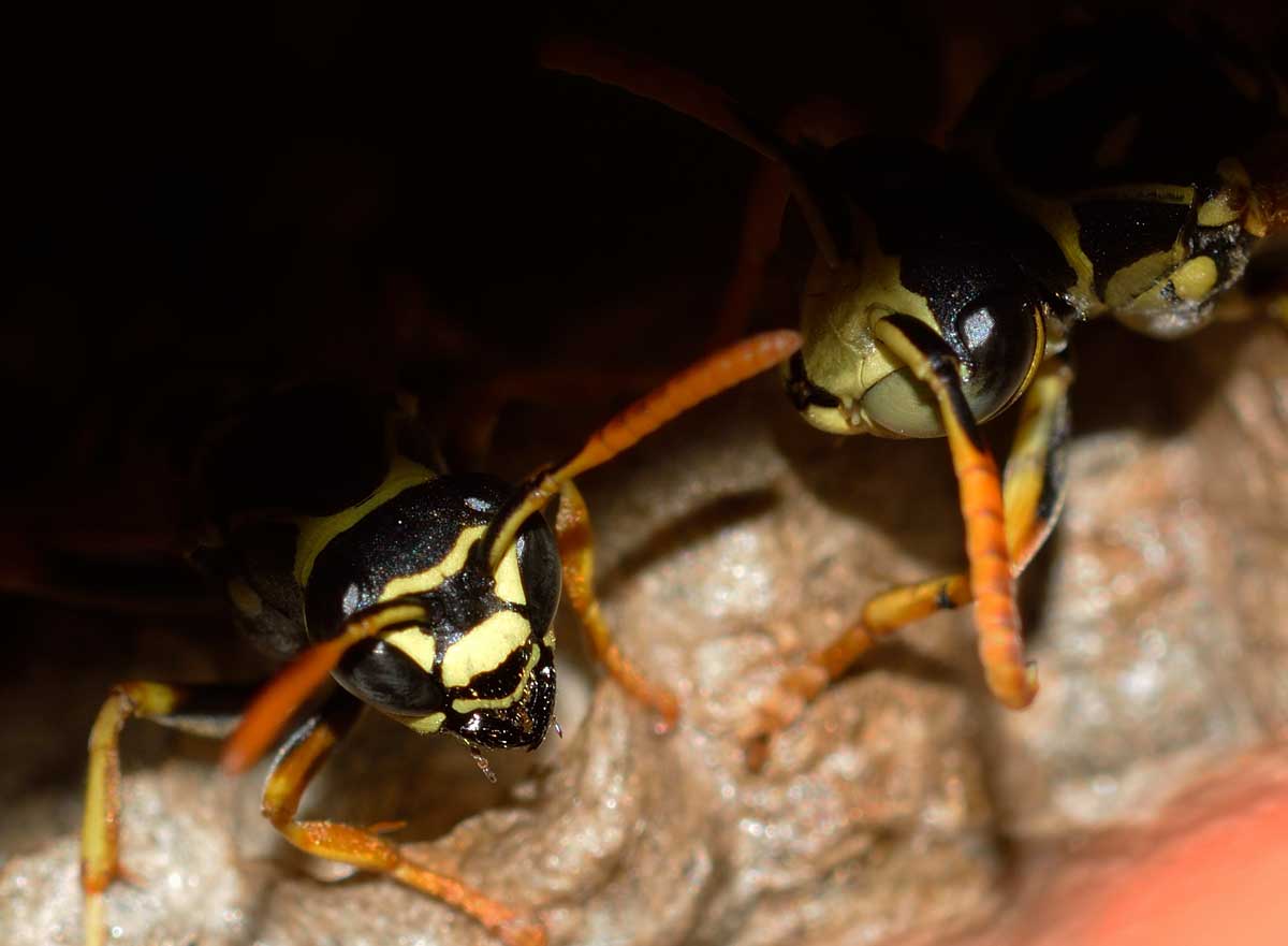 Quale Polistes? Polistes cf. nympha
