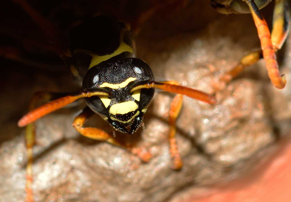 Quale Polistes? Polistes cf. nympha